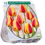 Baltus Tulipa Apeldoorn Elite tulpen bloembollen per 15 stuks